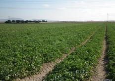 Campos de melón Galia LAMBADA en Roldán, Murcia.