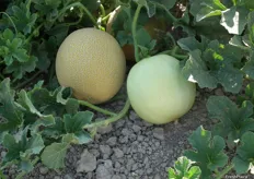 En esta foto puede apreciarse la diferencia entre un melón LAMBADA verde (derecha) y un ejemplar en el punto óptimo de maduración (izquierda).
