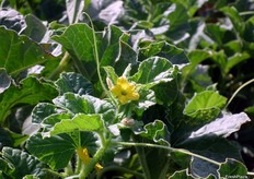 Espléndida flor en una planta de melón LAMBADA.