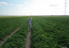 José Luís comprueba los detalles de la última recolección, que se ha efectuado hace unas horas.
