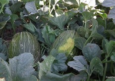 Su forma es alargada y su color muy atractivo, con un reticulado bien estructurado.