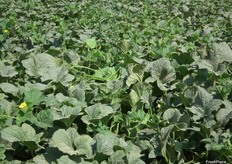 Plantas de melón Piel de Sapo VALIENTE wn el Albujón.