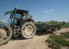 "Este tractor acaba de recolectar una "barca" (como así llaman al recipiente) llena de melones VALIENTE."