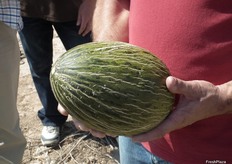 Este año, los productores cuentan que los calibres han sido inferiores debido a las condiciones lluviosas y más frías de lo habitual.