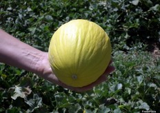 Ejemplar de melón amarillo MASTIL.Se trata de una variedad precomercial que se recolecta a partir del 15 de junio hasta el 10 de julio en España. Su piel destaca por su color amarillo intenso y su carne por ser firme, crujiente, blanca y con un sabor muy refrescante