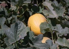 Su forma es ovoide y su calibre ronda el 6,7, con un peso de entre 1,5 y 1,7 kg, que lo hacen perfecto para la exportación a sus mercados del norte de Europa