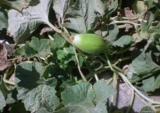 Rebrote de melón amarillo MASTIL