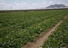 Campos de melón amarillo de Agroavileses.