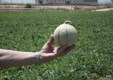 Ejemplar de melón Charentais Verd KARMAN, en el Jimenado.