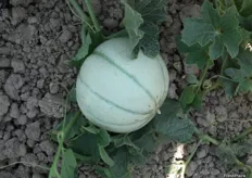 Ejemplar de melón KARMAN cuyo escriturado todavía no se ha desarrollado. Una de las particularidades de este melón es la dificultad para encontrar de forma rápida el punto justo de madurez en su recolección.