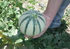Su gran cualidad es la longevidad de su vida útil, ya que aguanta dos semanas en las cámaras de conservación sin perder sus cualidades. Igualmente, KARMAN aguanta bien en la planta una vez alcanza su maduración, ya que puede recolectarse cada 4 o 5 días. Su peso suele ser de entre 1 y 1,2 kg (calibres 12Q y 12L en Francia).
