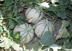 Este atractivo melón se recolecta entre julio y agosto. Se caracteriza por su color verde claro en el exterior y por su escriturado uniforme que no invade las vetas. En el interior, su carne es de un profundo color naranja con un sabor simplemente, único.