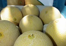 Variedad precomercial de melón Galia CLX MLL56 F1 expuesta en elel Special Melon Event