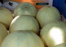 La variedad SAPHIR es la mejora de BACIR en cuanto a su vida comercial, siendo perfecto para destinos más lejanos de exportación.