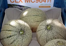 Variedad precomercial de melón Cantalupo Italiano CLX MC964