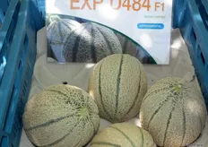 Variedad en fase experimental EXP D484 de melón Cantalupo Italiano