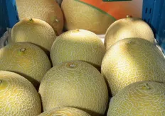 Gran novedad en melón Galia CAPOEIRA, desarrollado para su producción en Brasil y con unas características similares a LAMBADA.