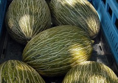 Melón Piel de Sapo VALIENTE, la estrella de los melones en esta tipología.