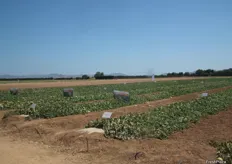 Campos donde H.M.Clause desarrolla sus variedades de melón en Murcia.