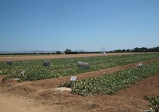 Campos donde H.M.Clause desarrolla sus variedades de melón en Murcia.