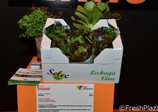 Lechugas y otras verduras vivas con raíz de ENDINAVA. La gran novedad que presenta esta empresa es que permite cultivar distintas variedades de cada producto en una sola planta, obteniendo un producto altamente fresco ya que está vivo hasta el día de consumo.