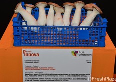 FERNÁNDEZ GURIDI propone los Hongos exóticos Pleurotus Eryngii que se encargan de cultivar por primera vez en Europa. Un hongo con tronco, similar al boletus, y muy sabroso.