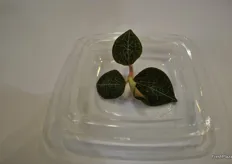 Hojas de una orquídea de Taiwán producida por Nice Green. El cultivo tiene propiedades curativas especiales y se utiliza, en forma de polvo, en el té y la sopa.