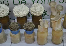 Setas de especialidad producidas por Fujian Ning De Yong Jia Trade Co., Ltd.