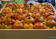 Variedades de tomates de la firma Gualdafeo