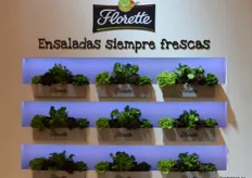 Presentación de las ensaladas Floorette.