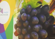 Labrunier es la mayor productora de uvas de mesa de Brasil. El cultivo de las uvas se realiza en 4 zonas en las ciudades de Casa Nova y Juazeiro, en Bahía y en Petrolina y Lagoa Grande, en Pernambuco.