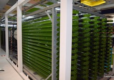 Tubos en los que se cultivan las microalgas. 