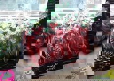 Pimientos Palermo, una de las estrellas de Rijk Zwaan.