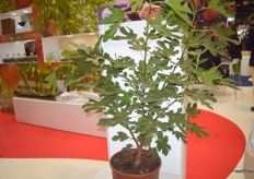 Nuevo cultivo hidropónico de higo de Projar, que aumenta el calendario de cosecha a 5 meses así como su rendimiento. Los árboles crecen pequeños, para que su recolección sea más fácil.