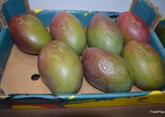 La empresa envasa y etiqueta su fruta sin plástico, en su compromiso con el medio ambiente. Los mangos y aguacates se marcan con láser.