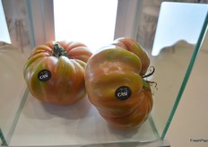 Los espectaculares tomates de CASI.