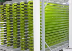 AlgaEnergy. La potente I+D de esta empresa tiene su base tecnológica en el sector de la biotecnología de microalga. Fotobioreactor de 12 toneladas de microalgas haciendo la fotosíntesis en directo.