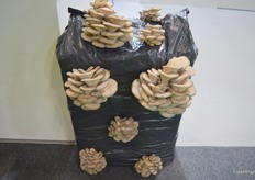 Uno de los proyectos de cultivo de la empresa Hongos Fernández Guridi.