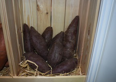 Boniato Pepita de Vélez Malaga