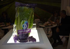 La lechuga oval de Murciana de Vegetales