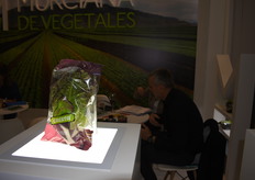 La lechuga Cresta de Murciana de Vegetales