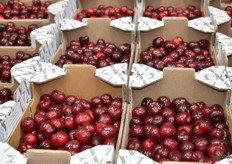 Había una gran oferta de cerezas.