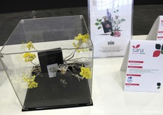 Entre las novedades presentadas en Sana Food: WDRINK, marca de Sigroup International, que es una línea single botanical de destilados sin alcohol. Un agua aromática 100% natural, obtenida por destilación al vapor de las partes comestibles de la planta, realizada en su momento balsámico, sin adición de aromas, conservantes, azúcar o alcohol.