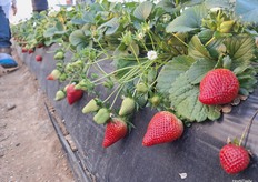 Variedad Red Samantha