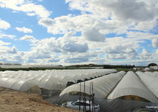 Parte de los invernaderos de las instalaciones de Planasa
