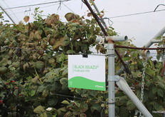 Una de las berries que más interés despierta: la mora. Porque… is black the new blue?