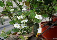 Flores de mora, de la variedad Black Iguazú