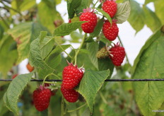 Frambusas Pink Hudson