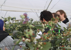 En el invernadero de arándanos