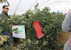 Arándanos Blue Maldiva